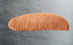 Knivblad, ca. 3000 f.Kr. (flint)